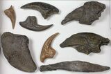 Lot: Mixed Bag of Dinosaur Claw & Tooth Replicas #118876-1